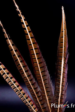 Faisan de Colchide rachis doré - 35-45 cm - naturel